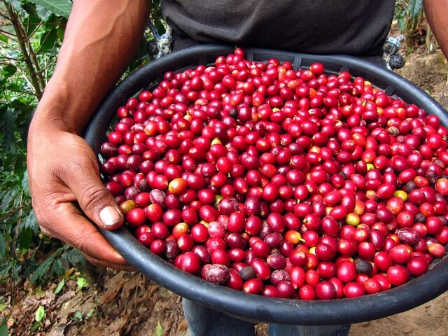 Harvested red coffee cherries