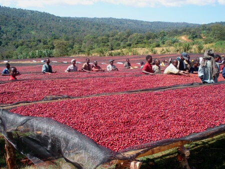 Coffee drying station