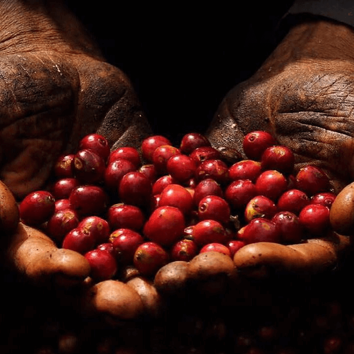 Hands holding harvested coffee cherries