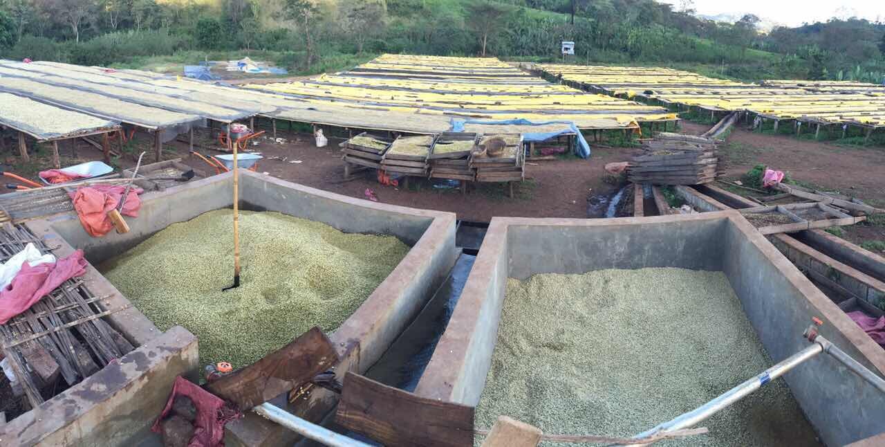 Coffee processing station