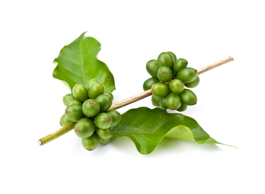 Green coffee cherries on a branch