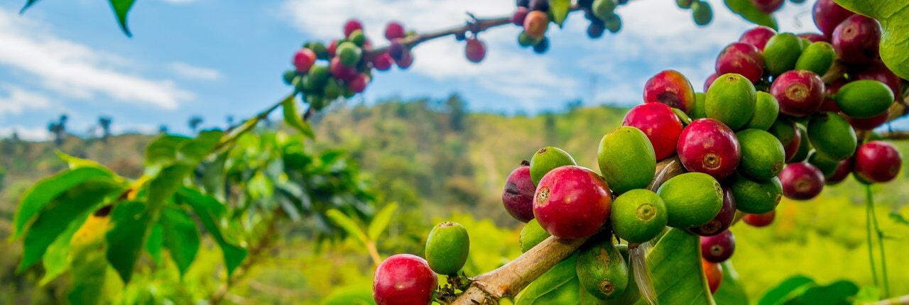 Coffee growing in the highlands
